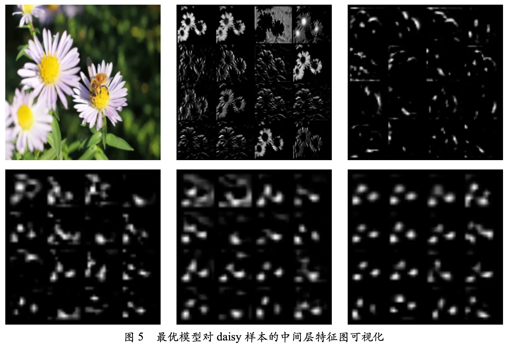 最优模型对 daisy 样本的中间层特征图可视化